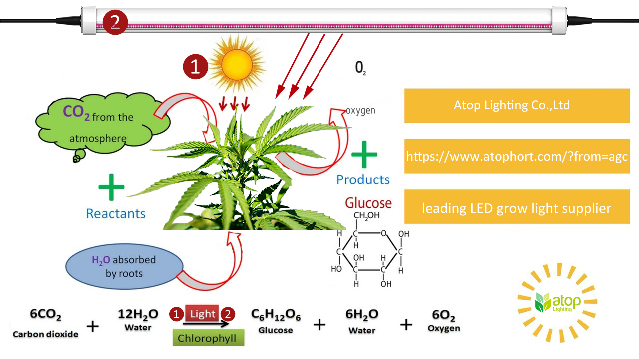 led grow light photosynthesis