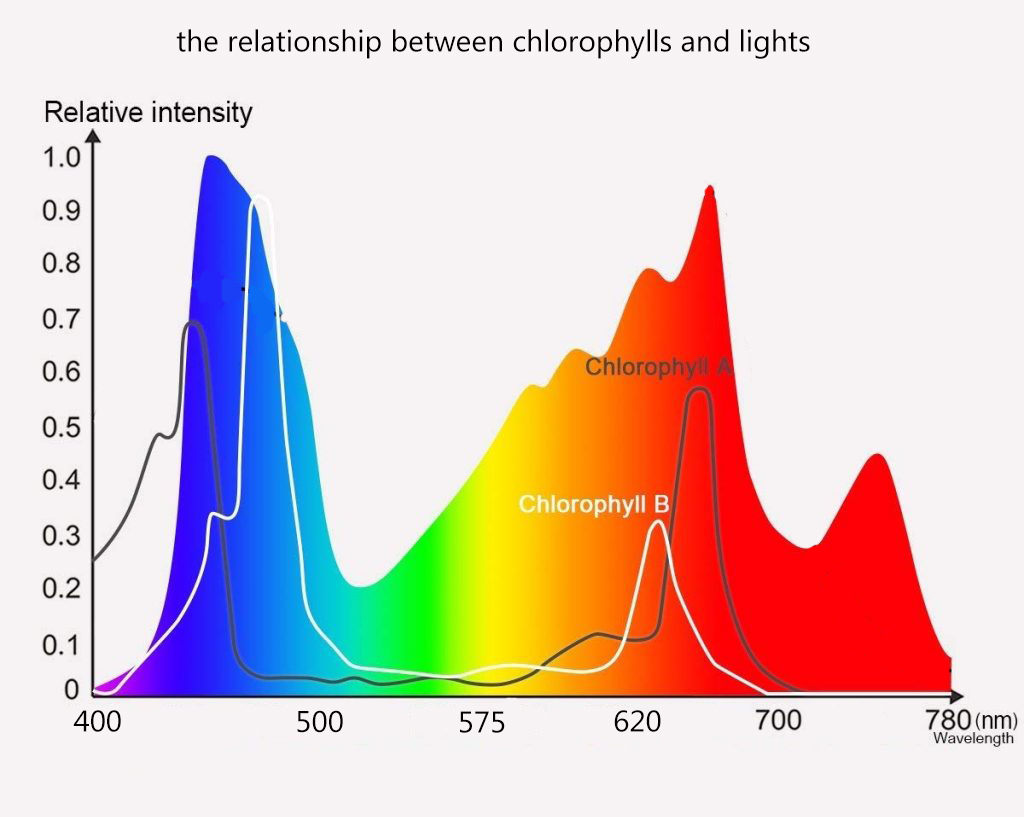 the relationship between chlorophylls and lights