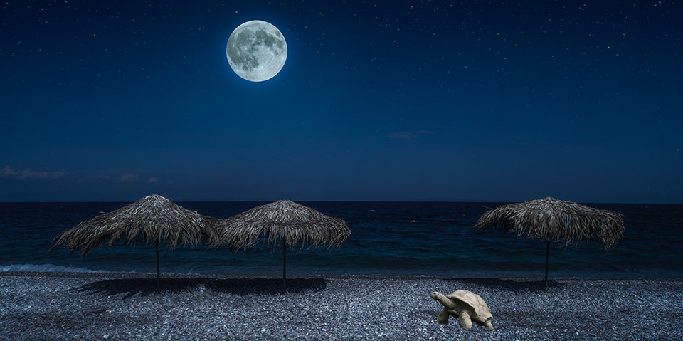 A Guide to Sea Turtle and Wildlife Friendly Lighting