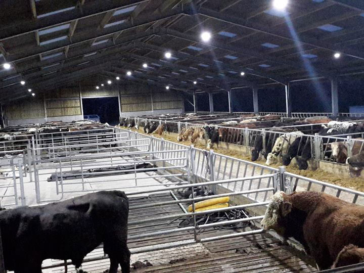 MINI-HiCloud-LED-high-bay-lighting-in-cattle-farm
