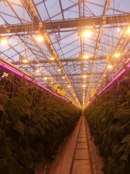 Atop lighting grow light apply to greenhouse