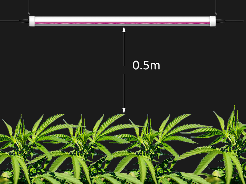 How LED grow light help the growth of plants