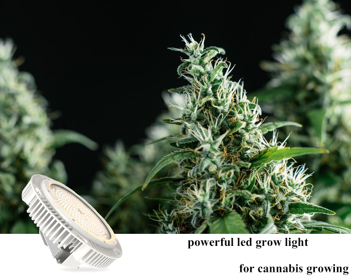 How to use LED grow light to help indoor cannabis growers to earn more money?