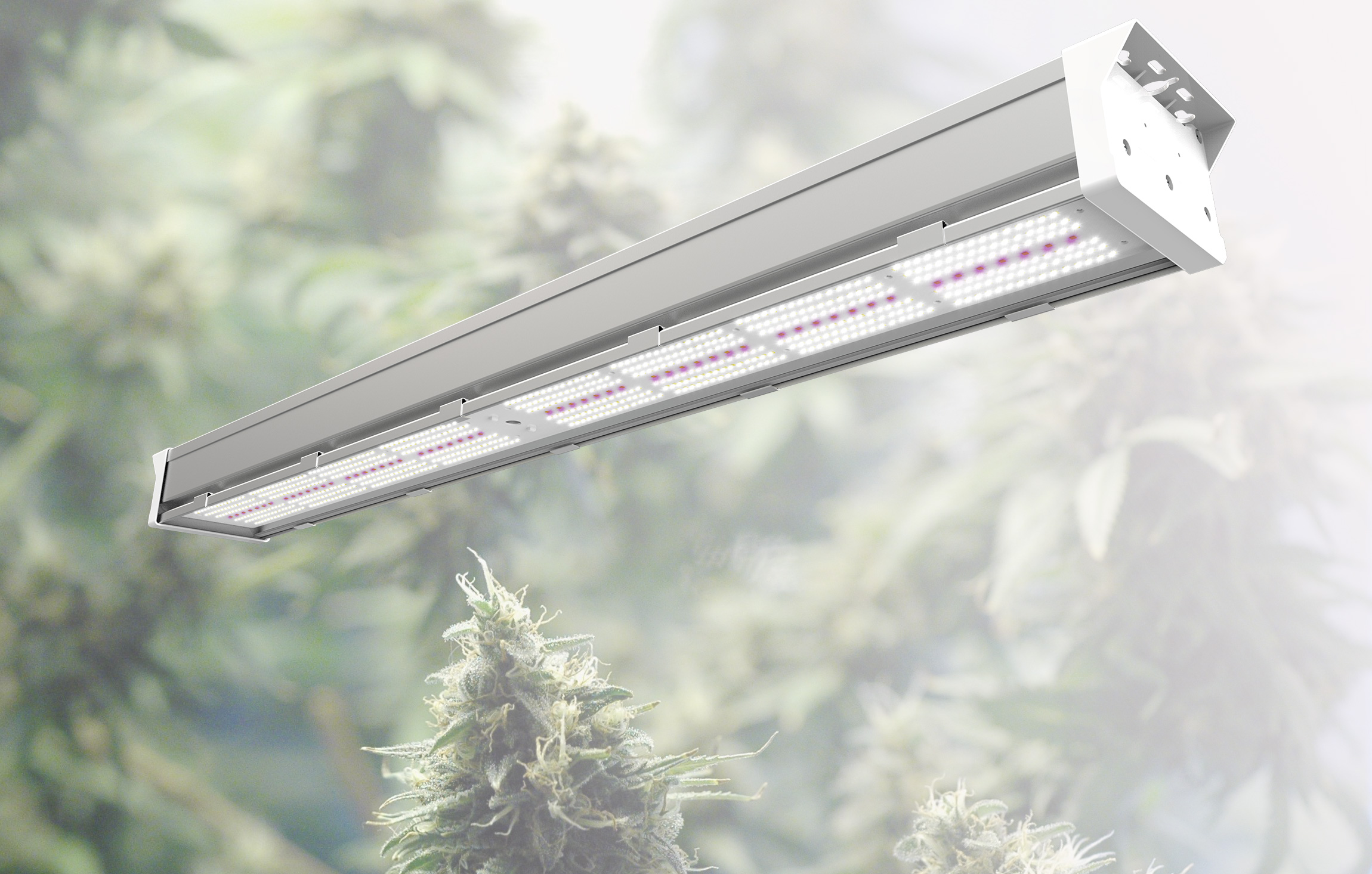 The Most Comprehensive Information about The Effect of All Kinds of Colour Light On Plants-Atop LED Grow Light