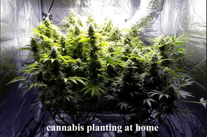 cannabis planting  at home