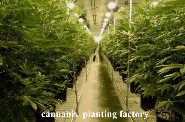 cannabis planting factory