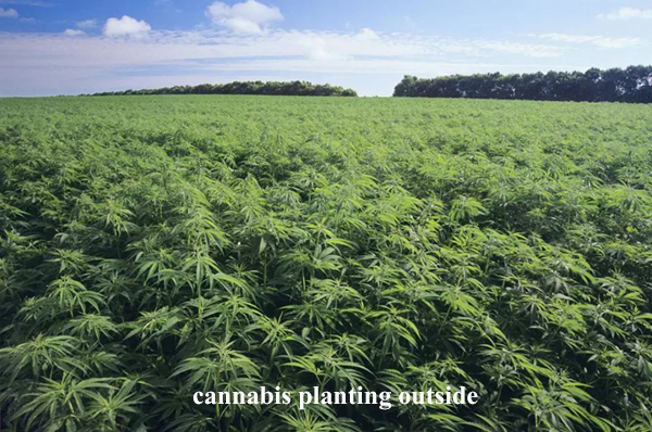 cannabis planting outside