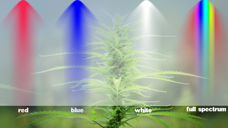 drivende ekspedition Tidsserier How led grow light changes the grow cycle of plants ? - AGC Lighting