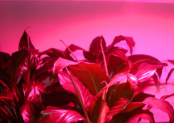 led grow light color