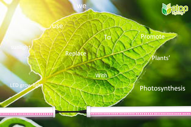 Can Plants Photosynthesize With Led Light 
