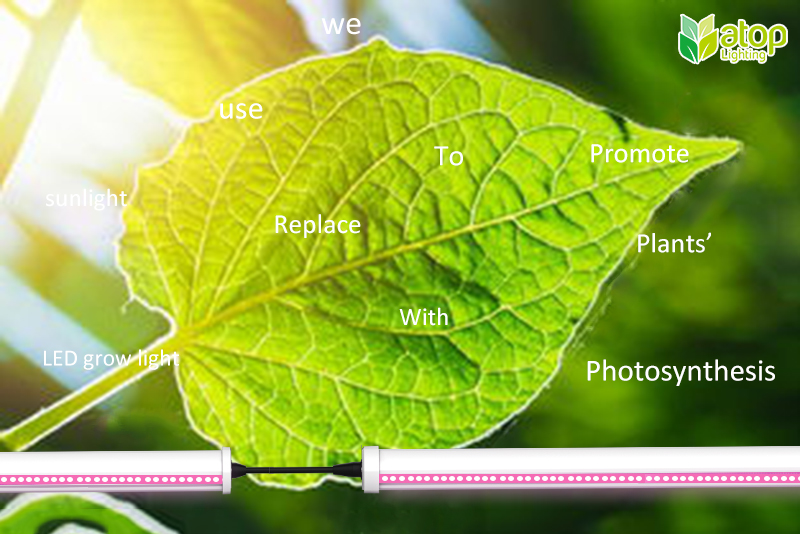 led grow light