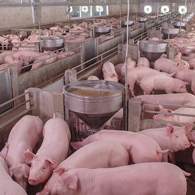 Swine pig farm