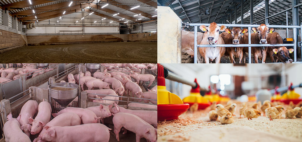 A Guide to Agricultural Shed Lighting to Keep Livestock Productive