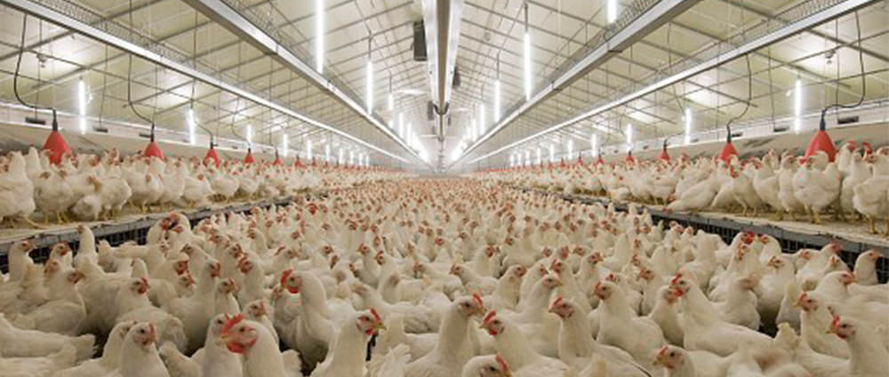 How to Create a Good Light Environment for Poultry House