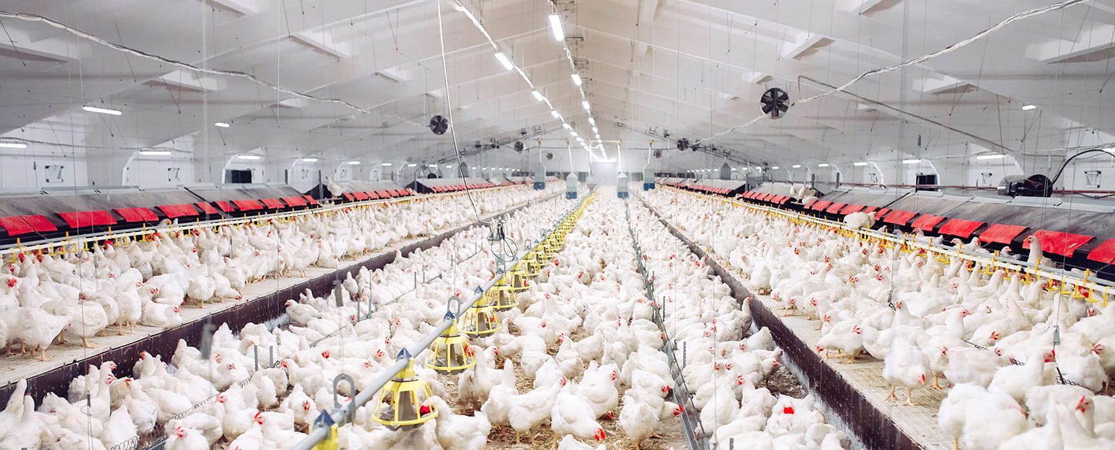 indoors chicken farm