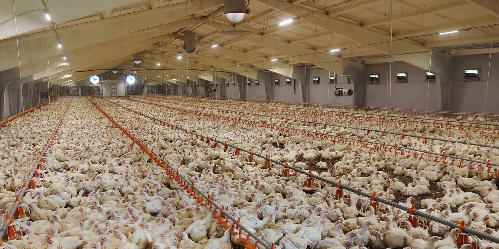What Should You Focus on When Lighting in a Poultry