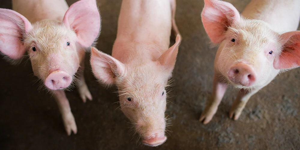 three piglet raise their head and watching 