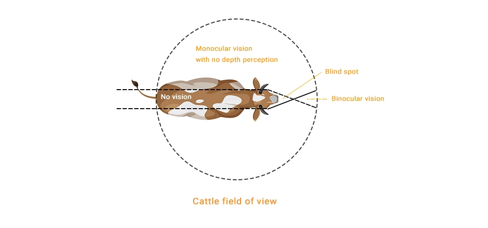 cattle field of view