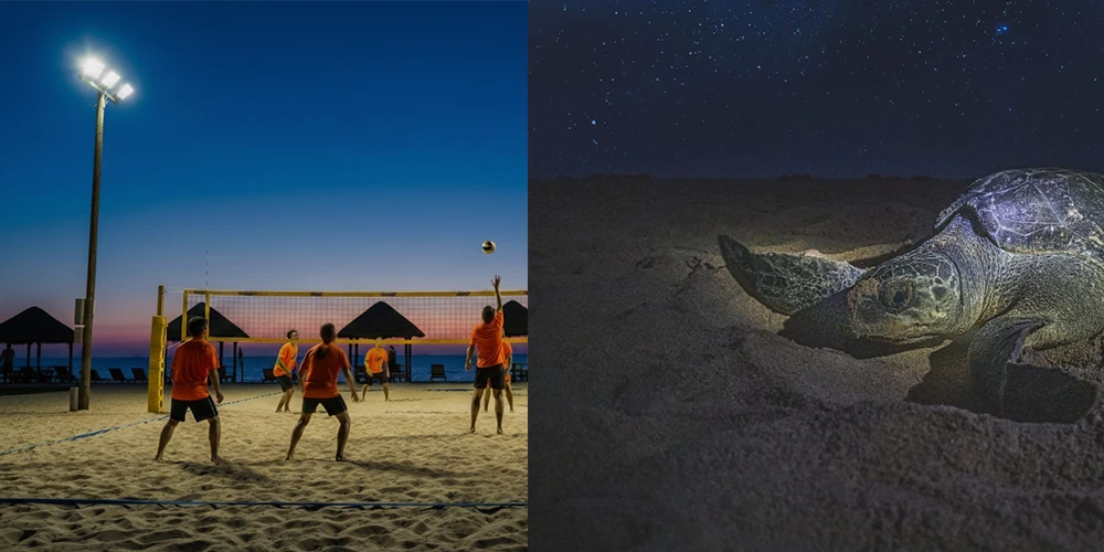 Can You Light a Sandy Beach Without Harming Sea Turtles