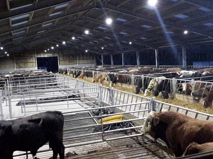 Cattle Shed Lighting Project 70W Low Bay Light