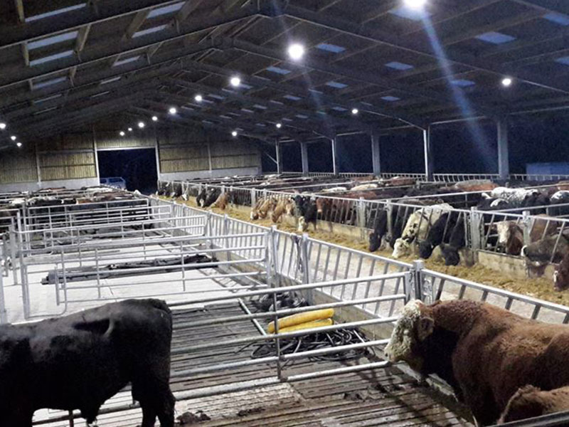 Agricultural Shed Lighting